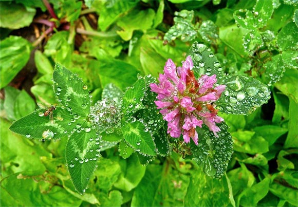 Clover & Bee, Raindrops - Photo by Susie Krause