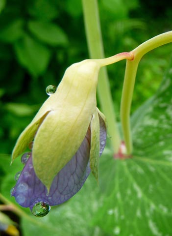 Pea Blossom, Raindrops - Photo by Susie Krause