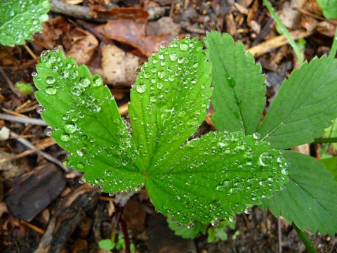 Strawberry Leaves, Raindrops - Photo by Susie Krause
